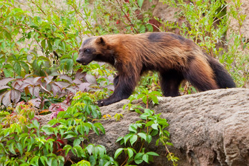 nimble red-headed wolverine (summer fur) runs along the green thickets of plants against the rocks....