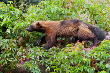 nimble red-headed wolverine (summer fur) runs along the green thickets of plants against the rocks. A dexterous fluffy predatory animal.