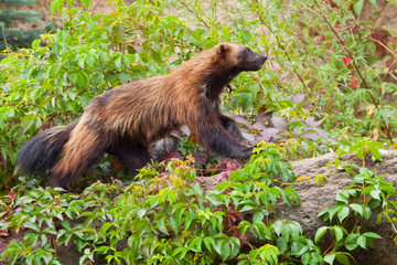 nimble red-headed wolverine (summer fur) runs along the green thickets of plants against the rocks. A dexterous fluffy predatory animal.