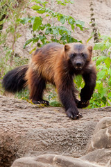nimble red-headed wolverine (summer fur) runs along the green thickets of plants against the rocks....