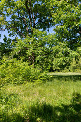 Trees, shrubs and grass. Central Black Earth Region of Russia, Voronezh forests, mighty trees and medicinal herbs.