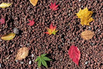 Colorful various Autumn fallen leaves on the ground. dried leaf cover surface of land. close-up,...