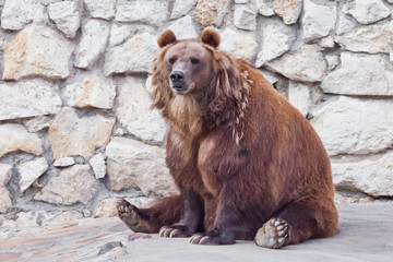 Obraz premium Powerful brown bear . sitting against a stone wall