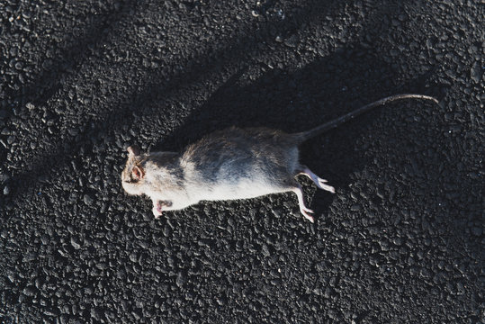Dead rat laying on the black asphalt. Poisoned rodent. Pest control concept photo. Sunny day.