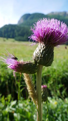 Bergblume