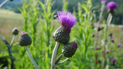 Bergblume