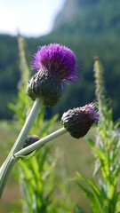Bergblume