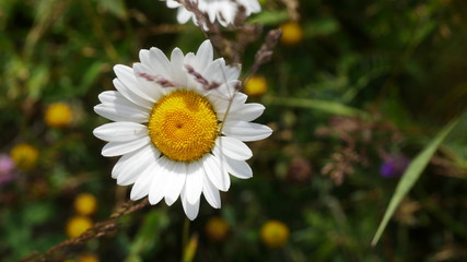 Bergblume