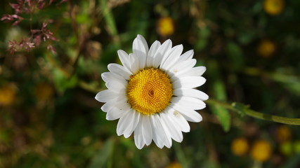 Bergblume