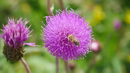 Bergblume