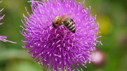 Bergblume