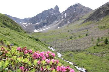 Bergblume