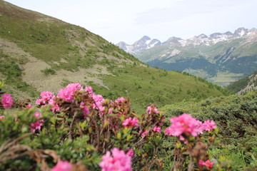 Bergblume