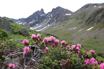Bergblume