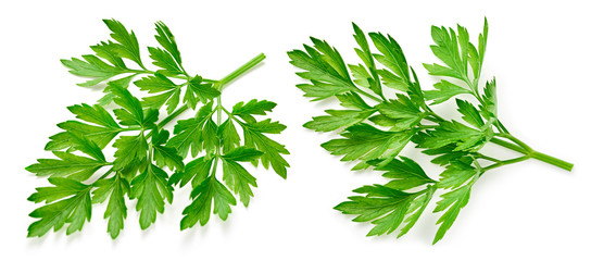 Parsley isolated on white Clipping Path. Fresh parsley collection