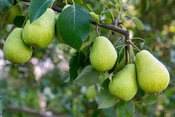 several ripening pear fruits on a tree branch as a natural background