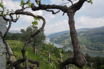EUROPE PORTUGAL DOURO WINE YARDS
