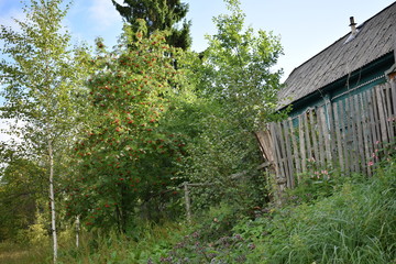 old wooden house in the forest