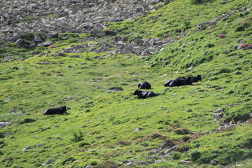 Kühe auf der Alp