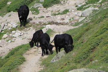 Kühe auf der Alp