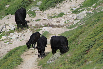 Kühe auf der Alp