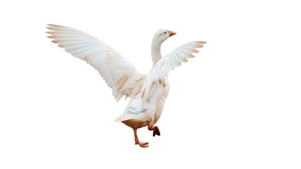 Naklejka premium Ducks happily dance on the white background. 