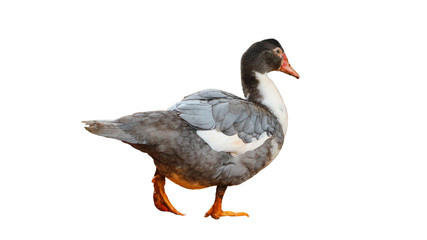 Geese in Thailand, isolated on a white background