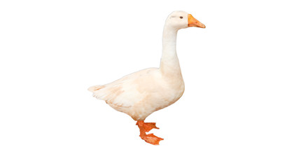 White goose isolated on white background