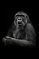 Very surprised female gorilla opened her mouth, shock from what she saw, the life of monkeys. black background, isolated
