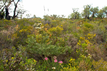 Western Australian spring flowering shrubs