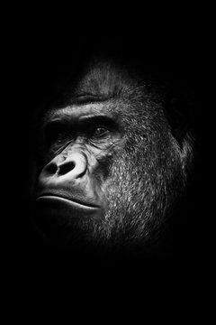 black and white photo, stern male. Portrait powerful dominant male gorilla proudly and seriously (attentively) looks.