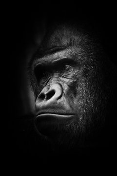 black and white photo, stern male. Portrait powerful dominant male gorilla proudly and seriously (attentively) looks.