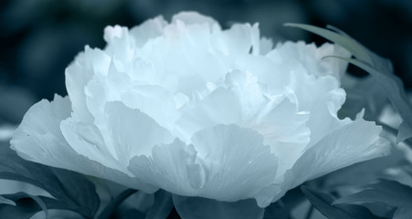 Tree-like peony, tree-shaped white peony in the garden, peony petals close-up at sunset, natural blurred background.Monochome photo.