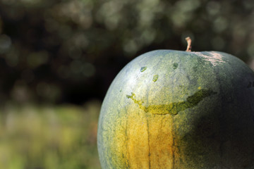watermelon with a smile on the background of the garden. good mood with the taste of summer