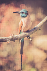 Fototapeta premium Kleiner bunter Vogel
