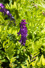 purple flower of mouse pea (Vicia cracca) on a background of green leaves, selective focus