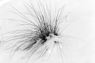 plant on snow, black and white