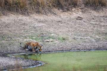 Female bengal tiger drinking water from waterhole at kanha tiger reserve or national park, madhya pradesh, india - panthera tigris