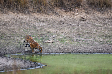 Female bengal tiger drinking water from waterhole at kanha tiger reserve or national park, madhya...
