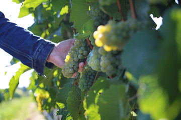 Vintage, a man gathers ripe bunches of grapes.
