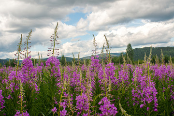Field with pink flowers of fireweed (Ivan - tea) on a background of forest and blue sky