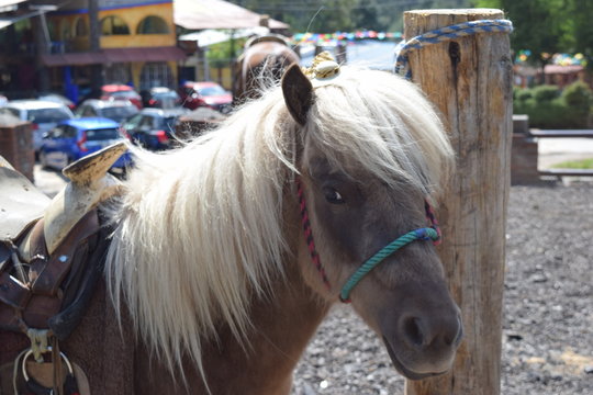 Ajusco pony salvaje