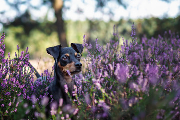 Potrait Mehlinger Heide im Sommer bei Sonnenschein mit Bäumen im Hintergrund