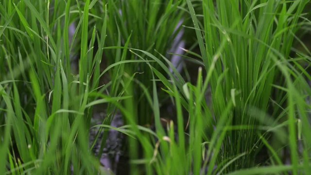 background view new green field healthy rice in summer. business agriculture health farm control plant industry in thailand or vietnam. vegan asia grow vegetable cereal leaf, stem on fertilizer for