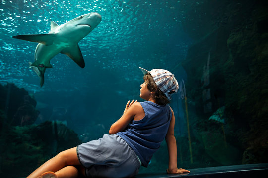 Bambino osserva squalo in un acquario
