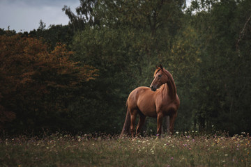 Portrait Pferd galoppiert rennt steht auf weide wiese im Wald im Herbst