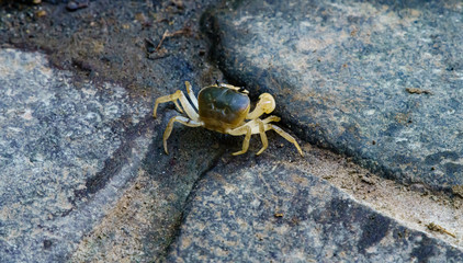 日本の秋のイメージ：渓流のハイキング中に出会った自然を感じる沢ガニと落ち葉の風景