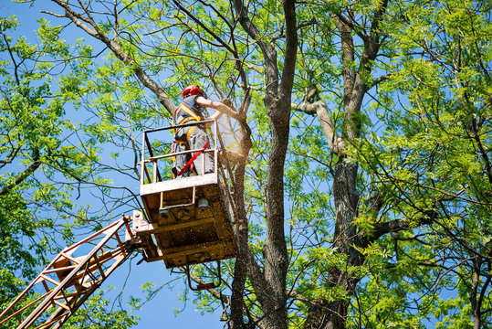 worker sawing tree branches on a lift
