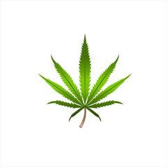 Realistic marijuana leaf illustration design vector format