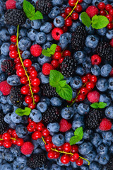 Blackberry, raspberry, blueberry,  red currant and mint background.